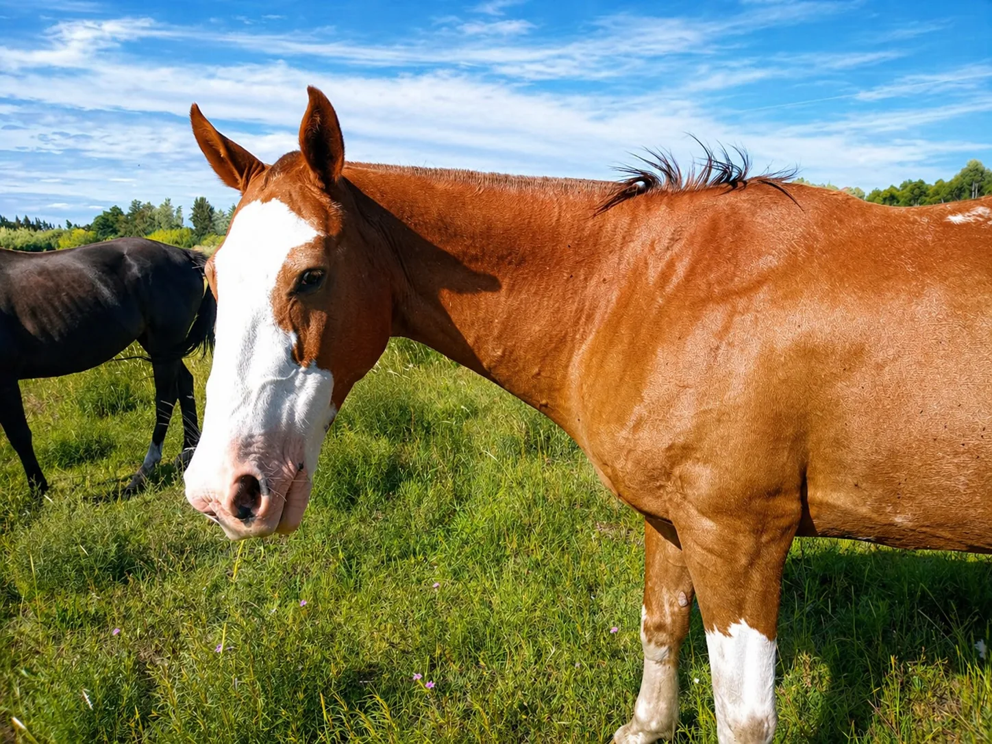 Caballo durante su estadía