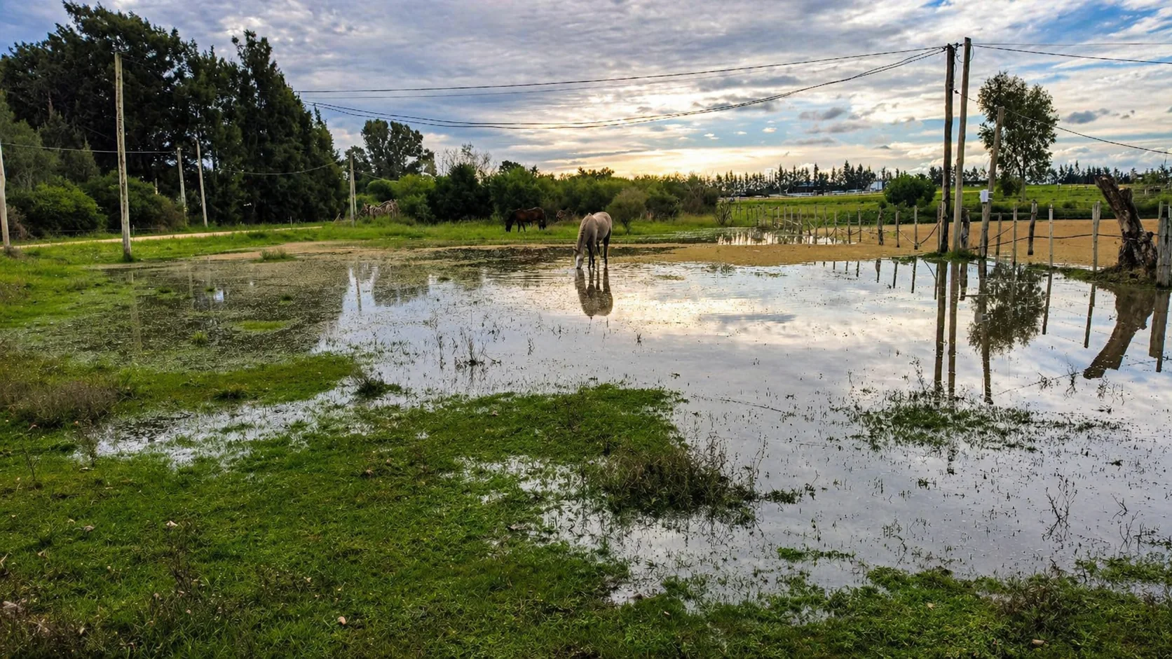 Equino en espacio abierto
