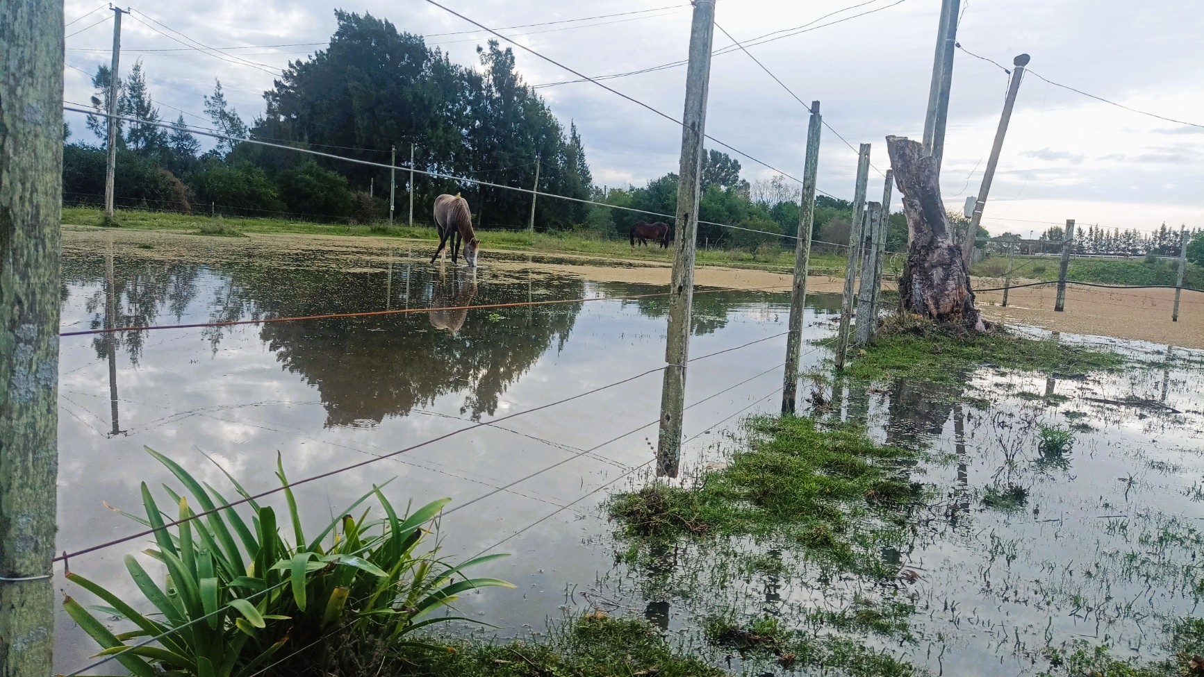 Caballo en el tajamar